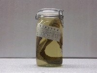 藏品(淡網紋裸胸鯙)的圖片